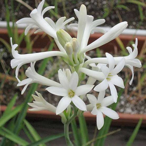 Tuberose (Rajnigandha)
