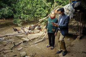 Genetic gains research to transform smallholder chicken farming in  Southeast Asia