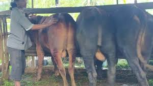 Maybe you would like to learn more about one of these? Guntur Kaget Ekor Sapi Kurban Miliknya Sudah Tak Ada Tribun Jateng