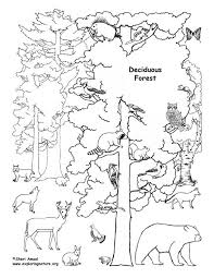 Deciduous Forest With Animals Coloring Page Animal Coloring Books Forest Coloring Book Animal Coloring Pages