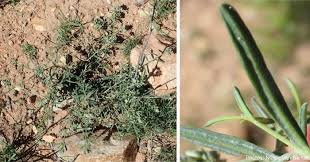 Image result for Limeum viscosum