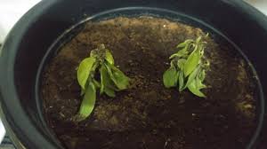 Four steps to growing basil indoors. Basil Cutting Didn T Survive After Planting In Pot Gardening Landscaping Stack Exchange