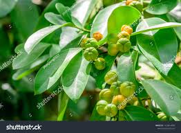 Image result for Suregada