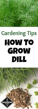 Check spelling or type a new query. Growing Cool Season Dill How To Grow Dill Growing Herbs Indoors Dill