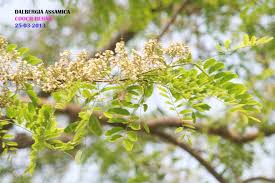 Image result for Dalbergia