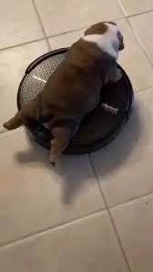 Buat koleksi kami sebelumnya, kita sudah memposting ratusan atau bahkan lebih poster animasi. Dog Drive Part First Lets Get 25 Likes Please An Immersive Guide By Aestheticaly