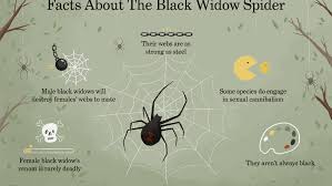 I have a different sort of cobweb spider that's not venomous (i'm i raise and breed black widow spiders beautiful spiders. 8 Facts About The Black Widow Spider