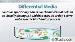 Differential Selective Media In Microbiology Video