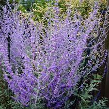 We did not find results for: Perovskia Blue Spire Russian Sage Little Spire Pack Of Three Garden Plants