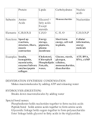 macromolecules chart