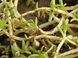 Image result for Crassula granvikii