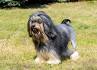 Lowchen Dog Breed Information and Pictures