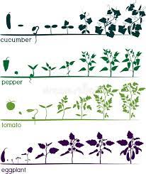 Set Of Life Cycles Of Different Agricultural Plants Growth Stages Of Tomato Pepper Eggplant And Cucumber Plant I Cucumber Plant Eggplant Plant Plant Growth