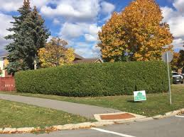 Kanata west landscape maintenanceעובד קניות אחר, גננות פעילויות. Hedge Trimming In Kanata On Topline Hedges Ottawa S Cedar Hedge Trimming Experts