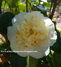 Camellia Japonica Jury S Yellow
