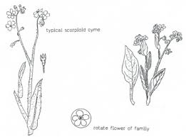 Image result for Boraginaceae