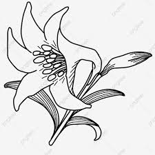Ada yang tau enggak tari lilin berasal dari daerah mana ? Sketsa Bunga Lili