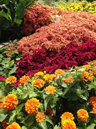 Hello i'm needing some advice about growing my marigolds and zinnias. Ngb Year Of The Coleus Coleus Marigolds And Zinnias Make A Big Splash Of Color At Cantigny Gardens Zinnias Plants Planting Flowers