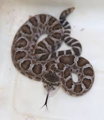 Check spelling or type a new query. Experts Warn Baby Rattlesnakes Are Booming Agoura Hills Ca Patch