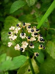 Image result for Psophocarpus lancifolius