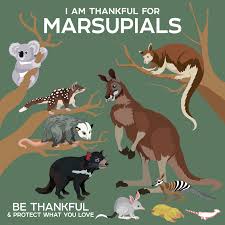 235 Species Of Australian Marsupials If You Love Koalas Kangaroos Or Any Animal With A Short Gestation That Animals Wild Endangered Animals Australia Animals