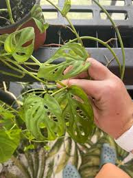 Image result for Ancylobothrys robusta