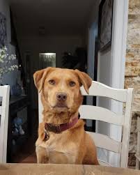 Post a pic of your rescue pup. : r/dogpictures