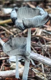 Image result for Coprinus lagopus