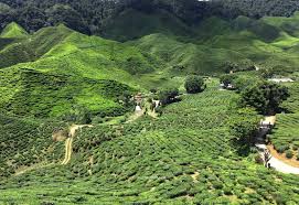 Assalam.jom bercuti di cameron highlands. Jalan Jalan Di Cameron Valley Tea Cameron Highlands Azyyati Liah