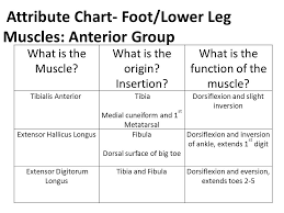 Ankle Lower Leg Anatomy Ppt Video Online Download