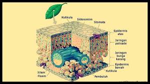 Jaringan Parenkim Pengertian Jenis Struktur Gambar Ciri Dan Fungsi