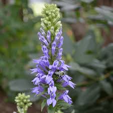 Image result for Lobelia lobata