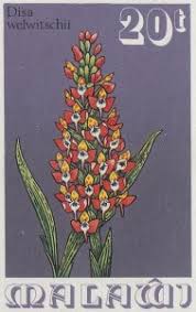 Image result for Disa welwitschii