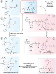 Dallas] (there is a poor devil named dallas). Exceptionally Versatile Arginine In Bacterial Post Translational Protein Modifications