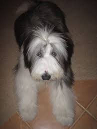 Puppy Pics Snoopysdogblog Bearded Collie Bearded Collie Puppies Puppies