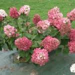 Check spelling or type a new query. Hortensie Mega Mindi Katalog Sorten Samen Hortensie Mega Mindi Pflege Vermehren Und Uberwintern Hortensie Mega Mindi Enzyklopadie Der Sorten