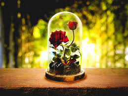 Im unterschied zu anderen geschichten, wo der prinz und die prinzessin sich aufgrund des äußeren erscheinungsbildes verlieben. Rose Im Glas Ein Symbol Der Ewigen Liebe Selber Machen