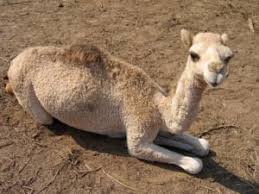 It was a bit of a different vibe from our last trip (check out that video in my. Study Mers Cov From Saudi Camels Matches Human Isolates Cidrap
