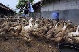 Minik bebeğinizin emeklemeye başlayacağı anı heyecanla bekliyorsunuz. Dalam Lima Hari 5 000 Itik Mati Mendadak