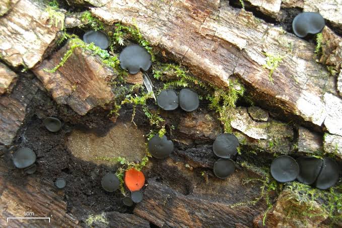  black fungus"