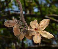Image result for Melianthaceae