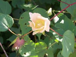 Image result for Gossypium