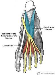 Shin muscles, such as the tibialis anterior and extensor digitorum longus, dorsiflex the foot and extend the toes. Muscles Of The Foot Dorsal Plantar Teachmeanatomy