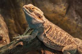 By providing a good and safe home for. Bearded Dragons Aquarium Adventure Chicago
