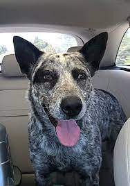 Palo alto, ca — few things terrify allergy sufferers more than spring in palo alto. Palo Alto Ca Australian Cattle Dog Meet Bud A Pet For Adoption