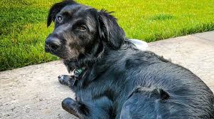 Maybe you would like to learn more about one of these? Border Collie Lab Mix Borador Breed Info With Pictures