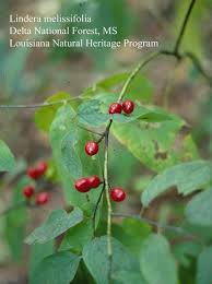 Image result for Liparis mulindana