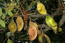 Image result for Burkea africana