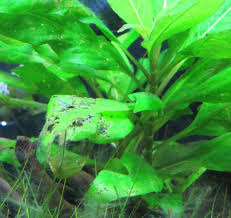 We did not find results for: Holes In Plant Leaves Shrimp Deaths Aquarium Plants Forum 301690