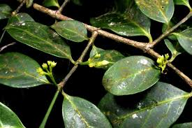 Image result for Otiophora pauciflora